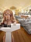 Gold Weight Management