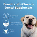 Dental Teeth & Gums