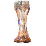 Beef Shin Bone