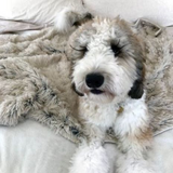 Waterproof Blanket