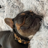 Waterproof Blanket