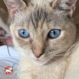 Gold Indoor Cat Can Food