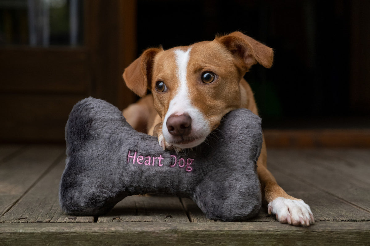Heart Dog Bone – Muttley & Me