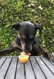 Applesauce Unsweet 6pack