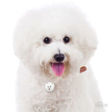 Bichon Frise