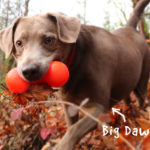 Big Dawg Toy