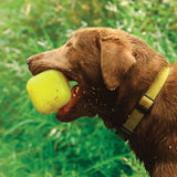 Dawg-Cube