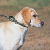 Bling Bonz Martingale