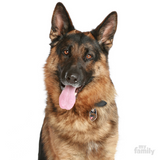 GERMAN SHEPERD