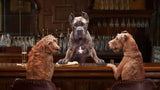Gold Large Breed Adult