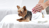 Gold Small Breed Adult