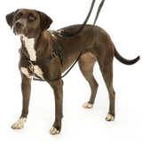 Freedom Harness with Leash 5/8"