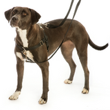 Freedom Harness with Leash 1"